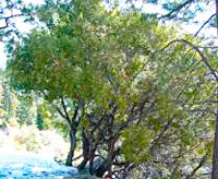 Canyon live oak