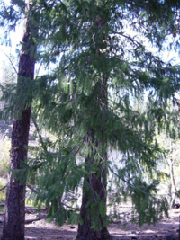 Douglas Fir