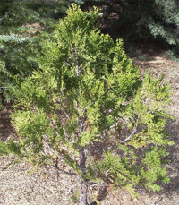 Incense Cedar