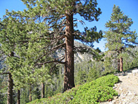 Ponderosa Pine