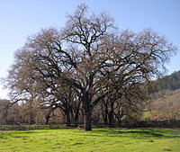 Valley Oak